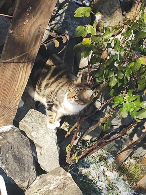 Chambre Ou Gite Dans Une Maison De Montagne - De Suzon A Zelie Entraigues (Isere) Exterior foto